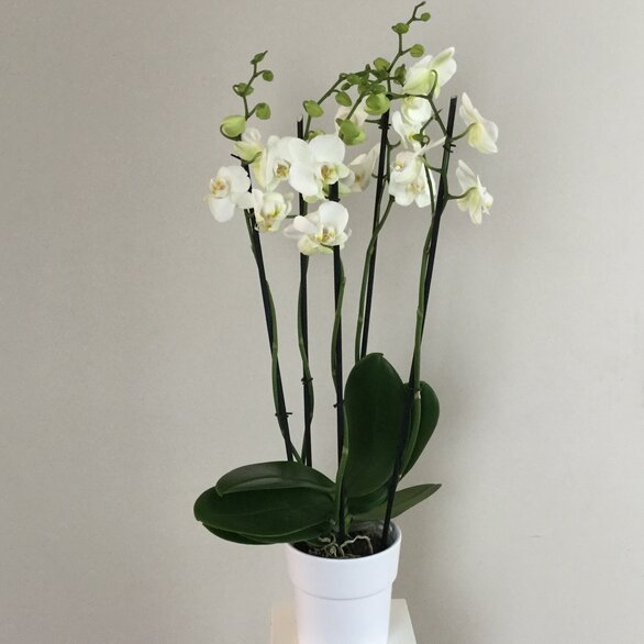 Witte orchidee met pot 
