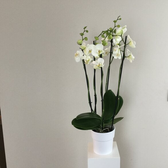 Witte orchidee met pot 