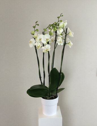 Witte orchidee met pot 